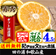 田の浦オレンジ
