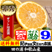 田の浦オレンジ