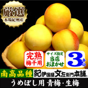 青梅
