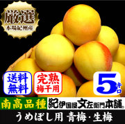 【予約販売】　厳選南高梅【完熟】フレッシュ青梅(生梅)【 黄 】５ｋｇ 厳選 朝採り手選別　青梅(生梅)　南高梅【梅酒用・梅干用】【送料無料】/6月中旬から順次発送予定