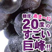和歌山巨峰村の巨峰ぶどう