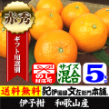 伊予柑 いよかん ５kg【送料無料】秀品 サイズ混合 和歌山県 有田産 みかんの本場の春かんきつ5キロ詰め/０～２営業日で順次出荷中【お届け日指定不可】