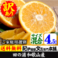 田の浦オレンジ