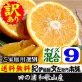 田の浦オレンジ