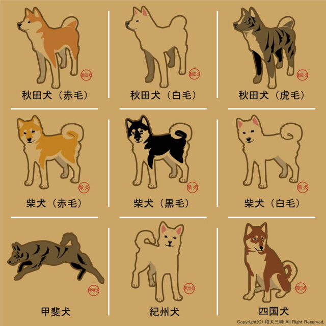 レターセット 和犬