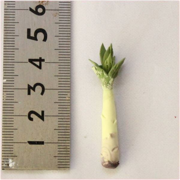 ドールハウス野菜