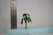 柳樹木模型