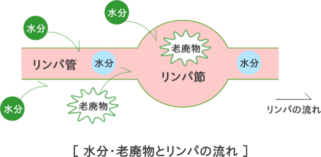 水分・老廃物とリンパの流れ