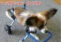 犬用車いすXSレンタル