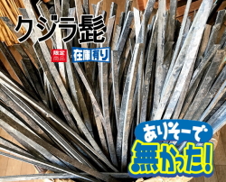クジラ髭