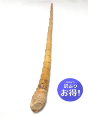 わけあり淡竹根付