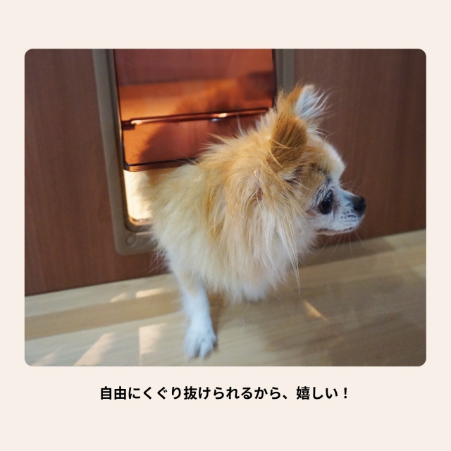 ペットドア