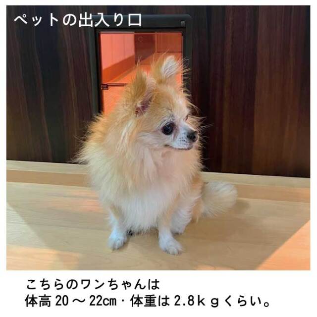 こちらのワンちゃんは、体高20~22cm・体重は2.8ｋｇくらい。
