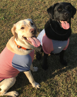LABRADOR RETRIEVER(ラブラドールレトリバー)ラグランボーダーSTAR Dog Tシャツ【大型犬用】