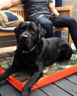 WOLFGANG MAN & BEAST (ウルフギャング) Field DOG BED