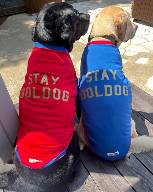 【ネコポス可】STAY GOLDOG (スティゴールドッグ) LOGO DRY TEE (L)