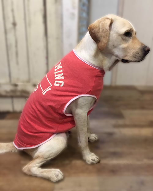 【DM便可】STAY GOLDOG (スティゴールドッグ) REMAKE T / SWIM CAMP