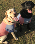 LABRADOR RETRIEVER(ラブラドールレトリバー)ラグランボーダーSTAR Dog Tシャツ【大型犬用】