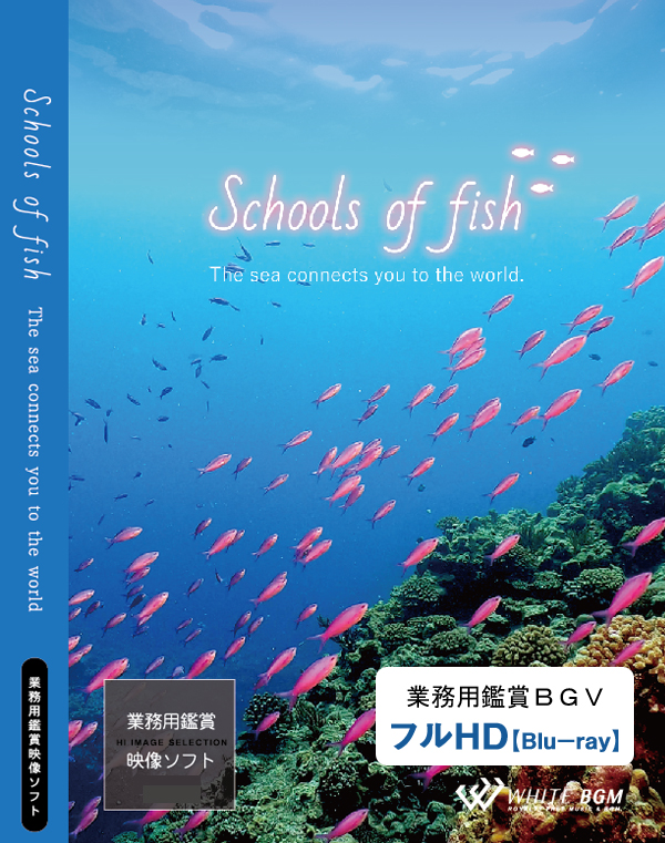 業務用鑑賞映像ソフト「schools of fish」HD版/ブルーレイディスク納品 【商用可・空間演出・著作権フリー】