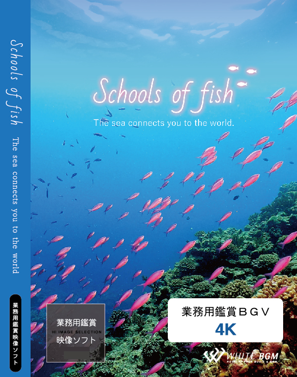 業務用鑑賞映像「schools of fish 」4K画質/USB納品 【商用可・空間演出・4K・著作権フリー・ヒーリング動画】