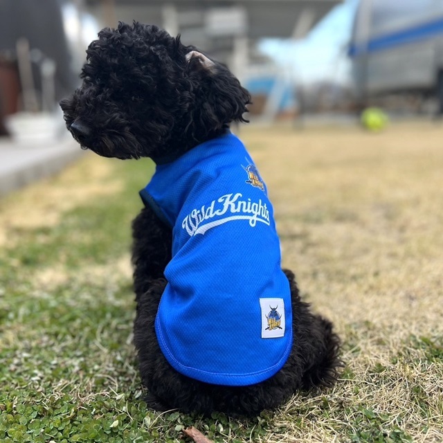 【新サイズ追加】WKドッグTシャツ【BLUE】