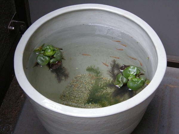 信楽焼 陶器 めだか鉢 睡蓮鉢 グリーン(小)30cm 信楽焼 陶器