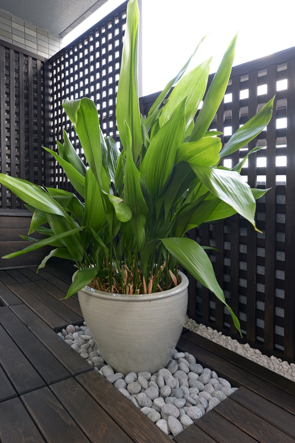 信楽焼 大型植木鉢 鉢カバー 観葉植物 No.03 信楽焼 鉢カバー」の人気