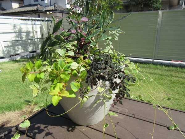 Yahoo 信楽焼植木鉢 植木鉢 白 陶器 大型 植木鉢おしゃれ 植木鉢カバー