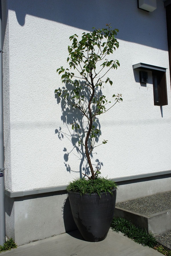 植木鉢 大型(直径約42cm) 信楽焼