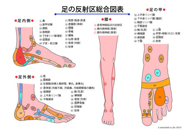 官足法 反射区図表