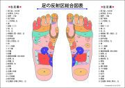 新・反射区図表