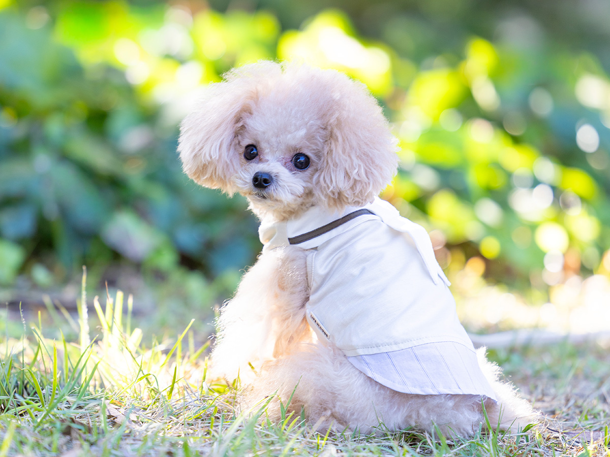 【新品未使用】LWD 犬と生活　水玉模様の犬服 2枚セット 犬服・猫服のオリジナルブランド L.W.D. 犬と生活 猫の暮らし