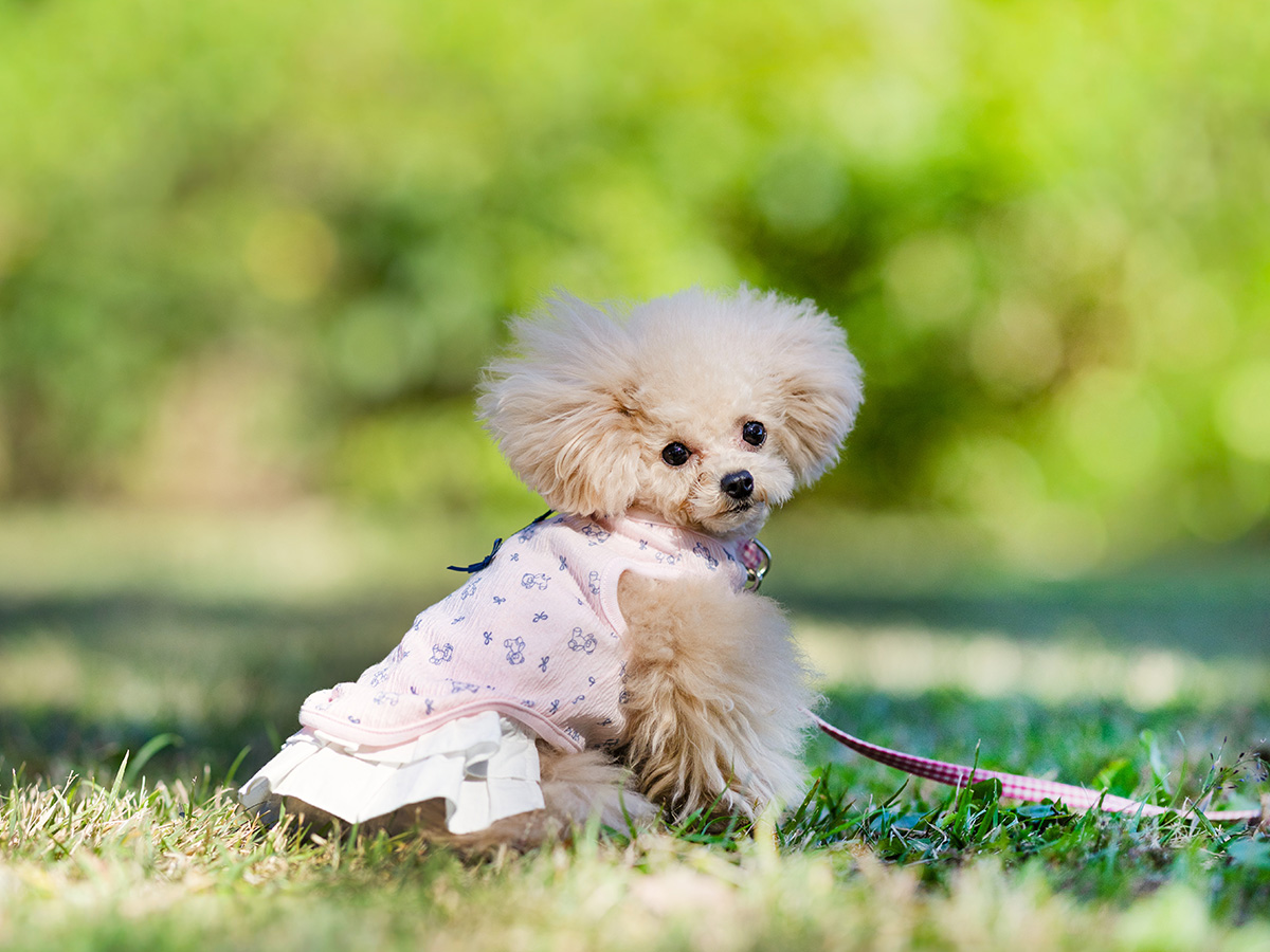 犬服・猫服のオリジナルブランド L.W.D. 犬と生活 猫の暮らし