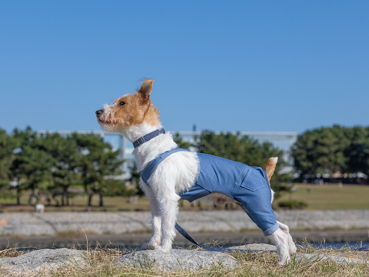 犬服・猫服のオリジナルブランド L.W.D. 犬と生活 猫の暮らし