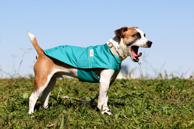 犬と生活　花粉ガードコート