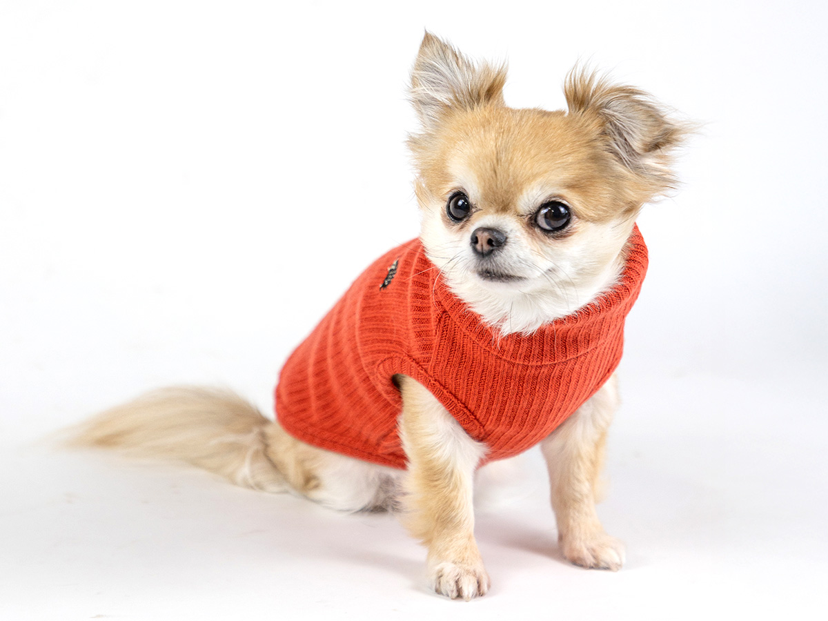 犬服・猫服のオリジナルブランド L.W.D. 犬と生活 猫の暮らし