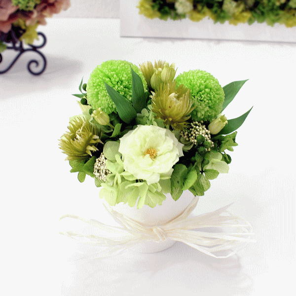 プリザーブドの観葉植物 Green Crops：グリーンクロップス【送料無料】