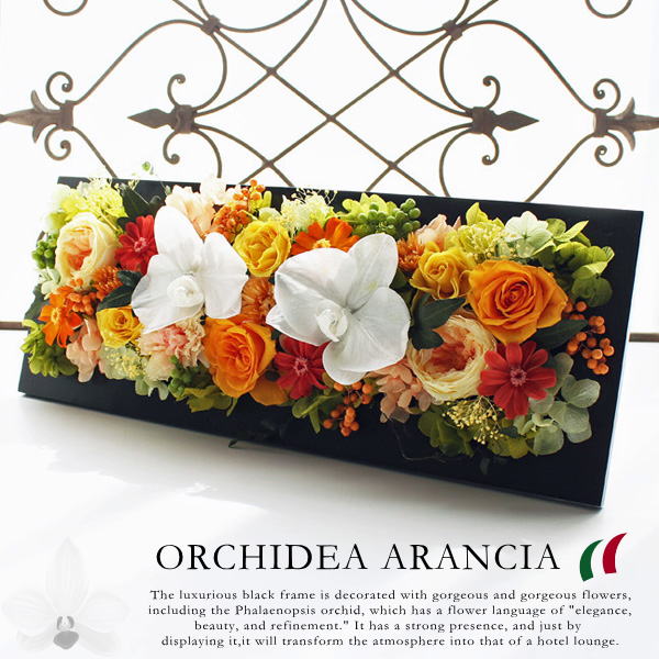 Orchidea Arancia / オーキィディア アランシア（胡蝶蘭オレンジカラーベース）【送料無料】