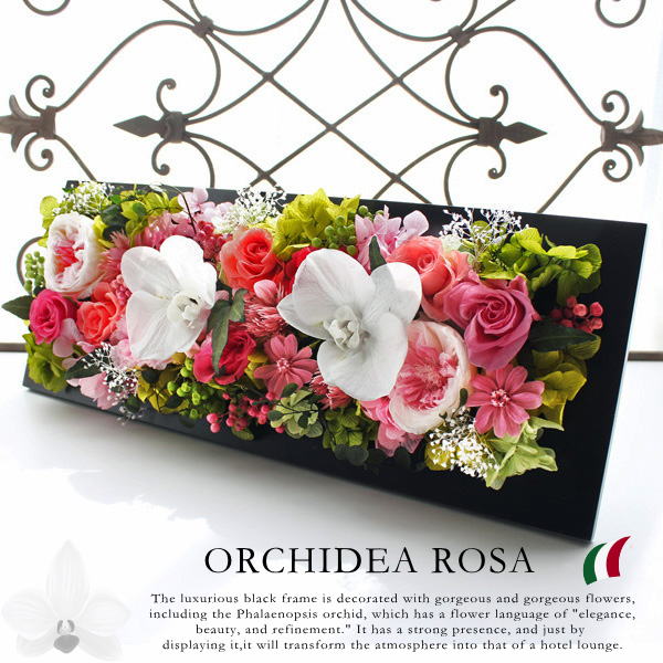 Orchidea Rosa / オーキィディア ローザ（胡蝶蘭ピンクカラーベース）【送料無料】