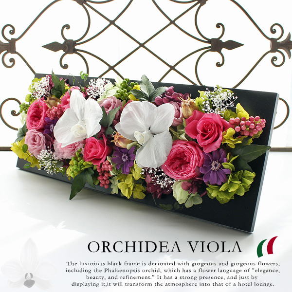 Orchidea Viola / オーキィディア ヴィオラ（胡蝶蘭パープルカラーベース）【送料無料】