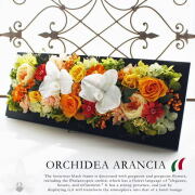 Orchidea Arancia / オーキィディア アランシア（胡蝶蘭オレンジカラーベース）【送料無料】