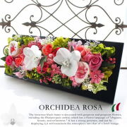 Orchidea Rosa / オーキィディア ローザ（胡蝶蘭ピンクカラーベース）【送料無料】