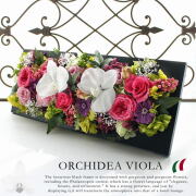 Orchidea Viola / オーキィディア ヴィオラ（胡蝶蘭パープルカラーベース）【送料無料】