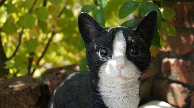 八割れねこ