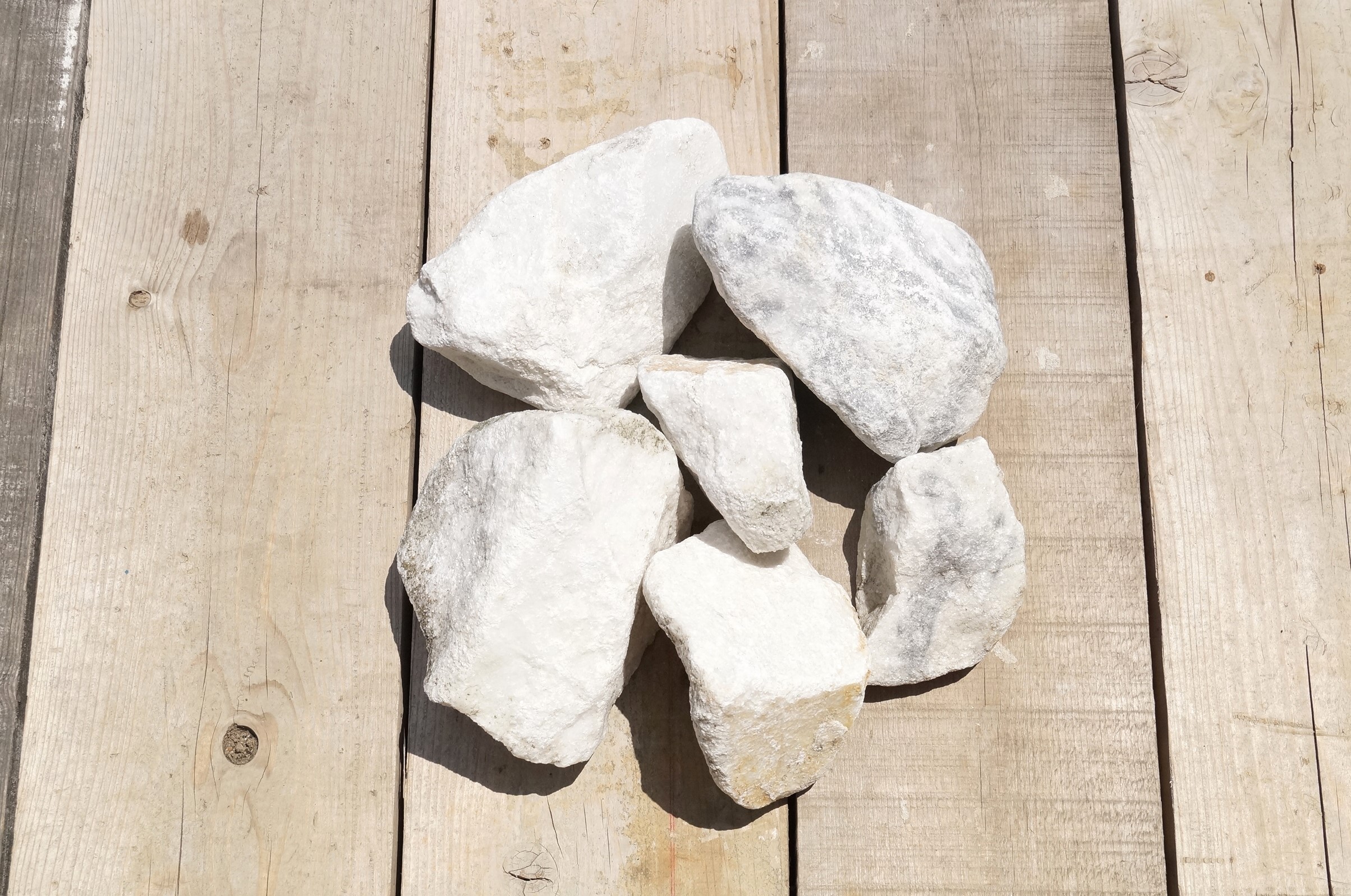 538【上澳園芸】 アガベ ホワイトロック White Rock　白岩石 ピュアホワイトロック（300-350mm）｜庭ガーデニングの粋でおしゃれな