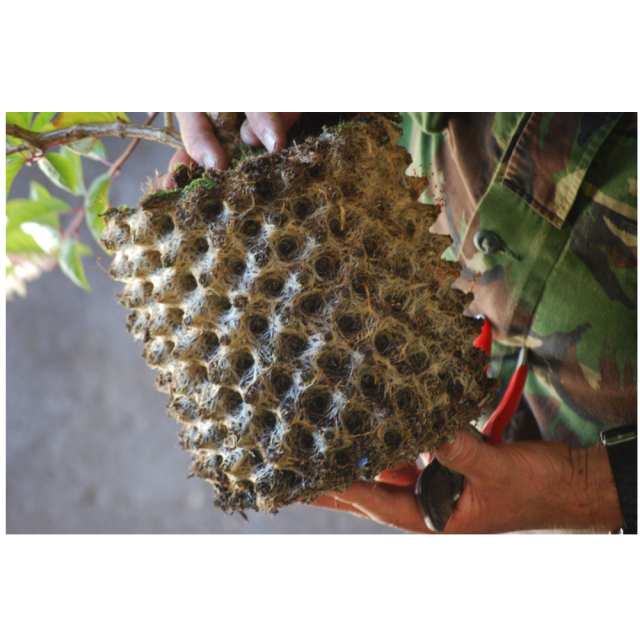 AIR POT（エアーポット）10個set