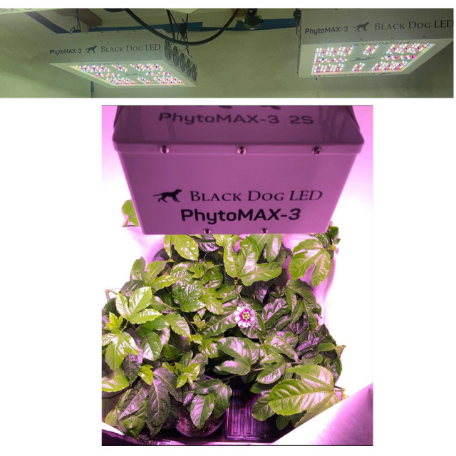 black dog LED植物育成ライト PhytoMAX-2 600 Black Dog LED PhytoMAX