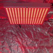 RED Small-β