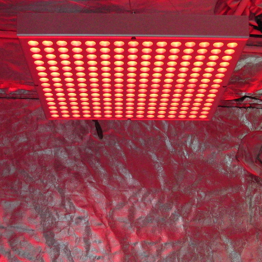 RED Small-β
