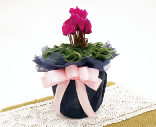 フリル＋タック包み・鉢のラッピング
